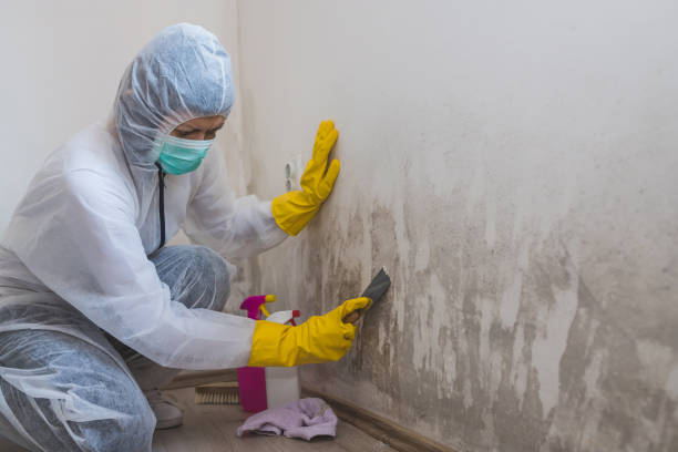 Dana, NC Mold Remediation Company