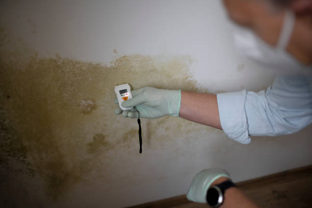 Best Residential Mold Remediation in Dana, NC